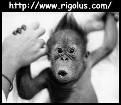 petit singe