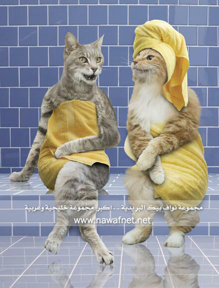hahahahahahahahahahahahahahaha